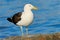 Kelp Gull in Patagonia