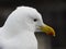 Kelp gull portrait