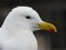 Kelp gull portrait