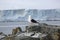 Kelp Gull on a rock in Antarctica