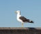 Kelp Gull on St Francis Bay harbour wall, South Africa