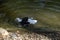 A Kelp Gulls (Larus dominicanus) splashing down in water