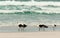 Kelp gulls on a sandy beach