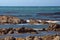 Kelp off a rocky coastline in Kleinbaai