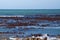 Kelp off a rocky coastline in Kleinbaai