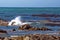 Kelp off a rocky coastline in Kleinbaai