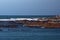 Kelp off a rocky coastline in Kleinbaai