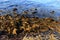 Kelp on rocky coast with clear blue water