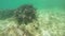 Kelp sea bottom