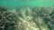 Kelp sea bottom in slow motion