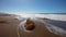 Kelp sea tangle on Moonstone Beach in Cambria on the central coast of California United States