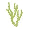 Kelp seaweed drawing. marine plant isolated object