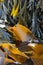 Kelp seaweed (Laminaria digitata) and (Fucus serratus)