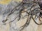 Kelp seaweed on a sandstone rock abstract background