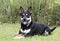 Kelpie cattledog herding dog mix dog rescue photo