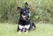 Kelpie cattledog herding dog mix dog rescue photo