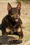 Kelpie dog playing with old boot