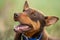 kelpie dog working dog on a sheep farm. model dog. beautiful animal portrait