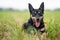 kelpie dog working dog on a sheep farm. model dog. beautiful animal portrait