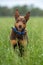 kelpie dog working dog on a sheep farm. model dog. beautiful animal portrait