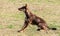 Kelpie purebred dog in profile