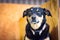 Kelpie Sheepdog in a Shearing Shed Australia