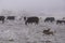 Kelpies and Cows in a Frozen Pasture