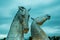 The Kelpies - a sculpture of a pair of giant metallic silver horse heads in Falkirk, Scotland