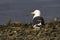 Kelpmeeuw, Kelp Gull, Larus dominicanus