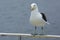 Kelpmeeuw, Kelp Gull, Larus dominicanus vetula