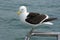 Kelpmeeuw, Kelp Gull, Larus dominicanus vetula