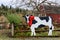 KELSEY CREEK PARK, BELLEVUE, WA/USA â€“ DECEMBER 17, 2020: Life size decorative cow with red holiday ribbon around itâ€™s neck