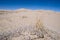 Kelso sand dunes and vegetation