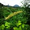 Kelud Mountain