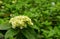 Kembang Seribu flower, with nature bokeh background,growth fresh during day time