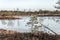 Kemeri Great swamp moorland frozen lake reflecting bog vegetation at sunny winter day with blue sky, Latvia, Baltics, Northern