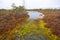 Kemeri swamp landscape