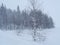 Kemijarvi trees on a frozen lak