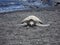 Kemp\'s ridley sea turtle on the beach