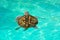 Kemp\'s ridley turtle lora swimming in sea