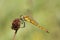 Kempense heidelibel, Spotted Darter, Sympetrum depressiusculum