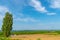 Ken & Mary tree, a large poplar tree. Famous spot in Biei Town