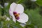 Kenaf Hibiscus cannabinus, close-up inflorescence sideways