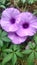 Kencana purple, flower, blooming, blosom, nature, garden