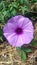 Kencana, purple, flower, garden, blooming