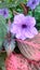 Kencana purple, flower, garden, blooming, nature