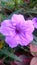 Kencana purple, flower, garden, blooming, nature