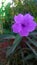 Kencana purple, flower, garden, blooming, nature