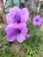 Kencana ungu flowers