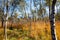 Kendlmuehlfilz near Grassau, an upland moor in Southern Bavaria, Germany